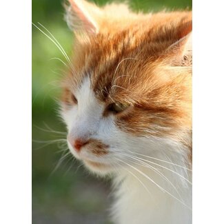 TSS-Nijkerk Ansichtkaart Rode poes