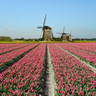 TSS-Nijkerk Ansichtkaart Hollands Tulpenveld