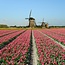 TSS-Nijkerk Ansichtkaart Hollands Tulpenveld