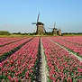 Hollands Tulpenveld