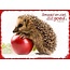 Good Seed Cards Egel