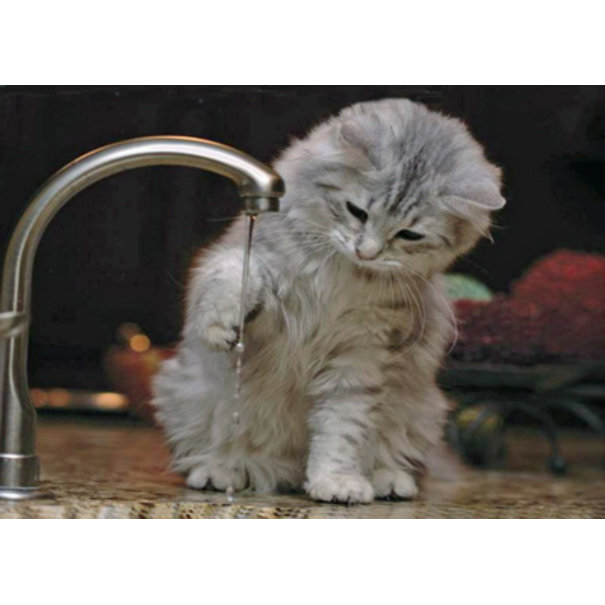 TSS-Nijkerk Poes speelt met water