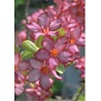 Roze bloemen - Deut. 31