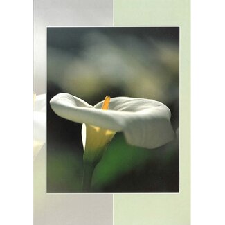 Good Seed Cards Wenskaart Aronskelk
