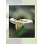 Good Seed Cards Wenskaart Aronskelk