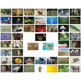 50 Tierkarten - A
