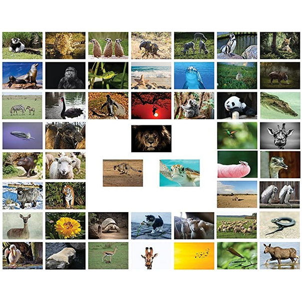 Lazy Panda Cards Company 50 Tierkarten - A