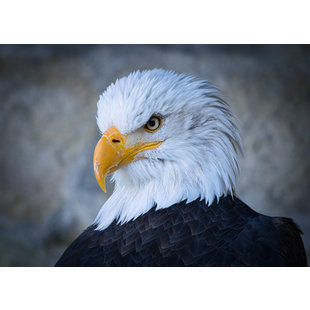 Adler