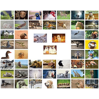 Lazy Panda Cards Company 50 Dierenkaarten - B