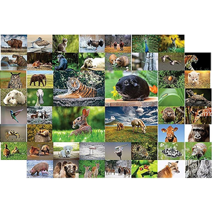 50 Tierkarten - C