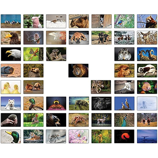 50 Tierkarten - D