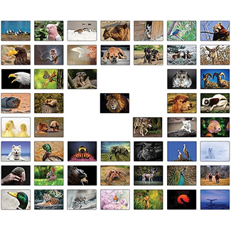 Lazy Panda Cards Company 50 Dierenkaarten - D