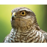 Sparrowhawk (3D)