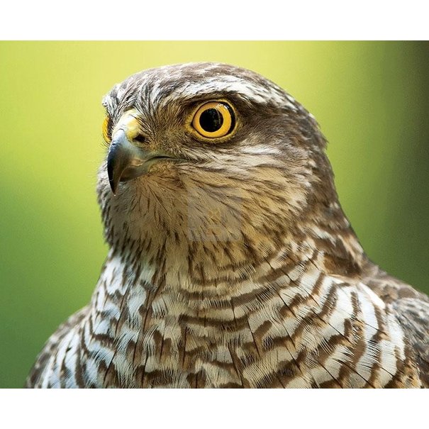 VDMS Sparrowhawk (3D)