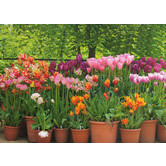 Tulips