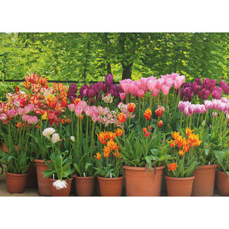 TSS-Nijkerk Tulpen