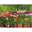 TSS-Nijkerk Tulpen