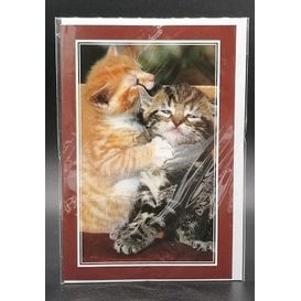 Blanco wenskaart katjes