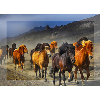 TSS-Nijkerk Paarden in galop