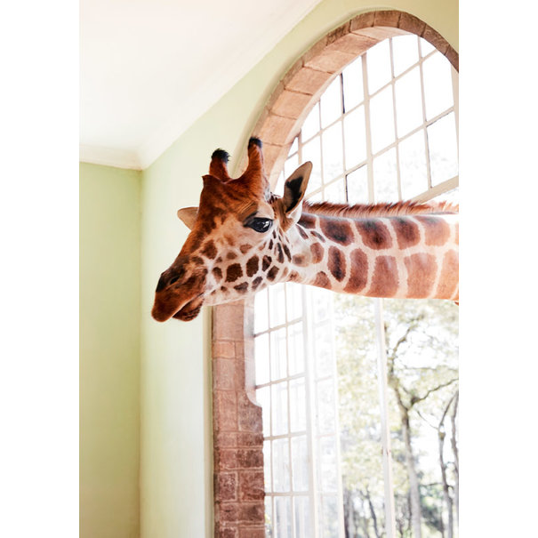 Hartung Ansichtkaart Giraffe