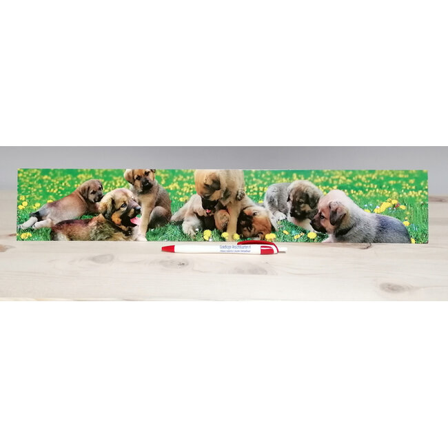Puppy's