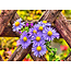 TSS-Nijkerk Bloemen