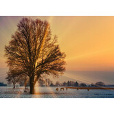 Winterlandschap