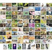 100 Tierkarten, Rückseite leer