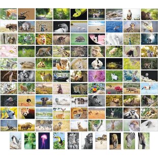 100 Tierkarten, Rückseite leer