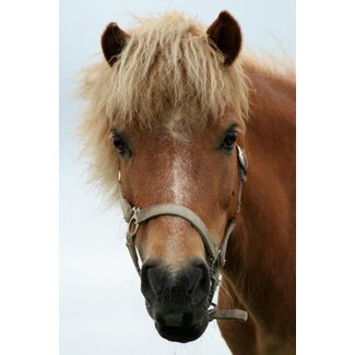 TSS-Nijkerk Ansichtkaart Paardenkop