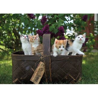 Baaij Light Cards Kittens