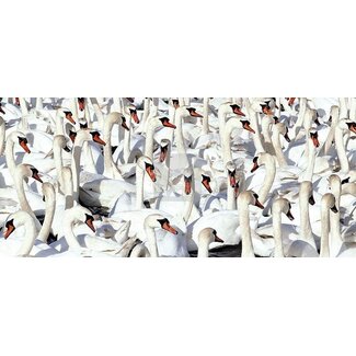 VDMS Panoramakaart Zwanen
