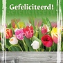 Gefeliciteerd!