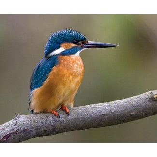 VDMS IJsvogel (3D)