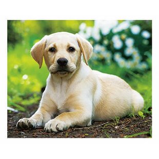 - Golden Retriever (3D)