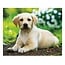 VDMS - Golden Retriever (3D)