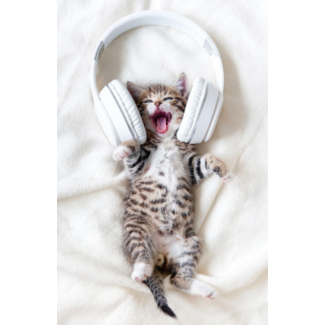 Kitten met koptelefoon