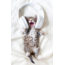 Kitten met koptelefoon
