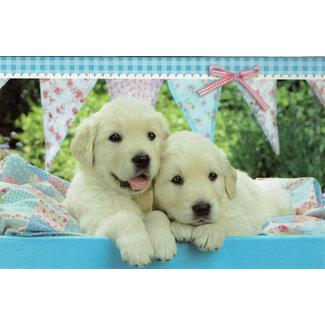 Blanco kaartje met lieve pups