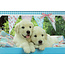 Blanco kaartje met lieve pups