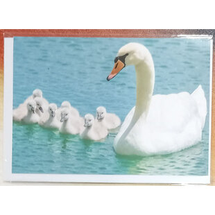 Zwaan met jongen