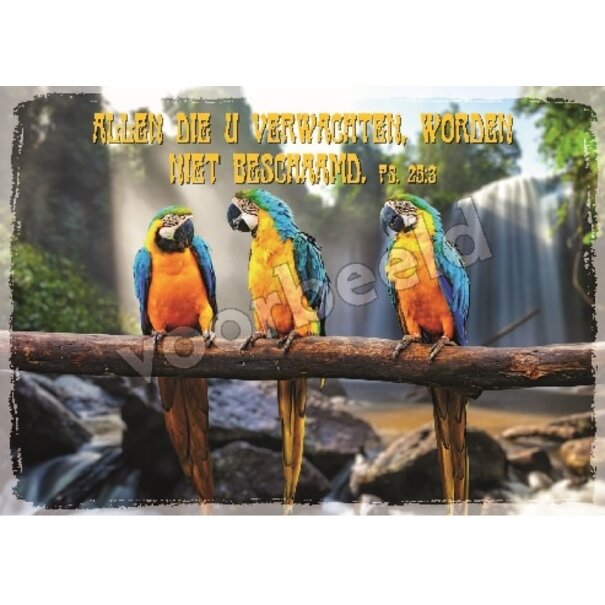 Good Seed Cards Verwachten