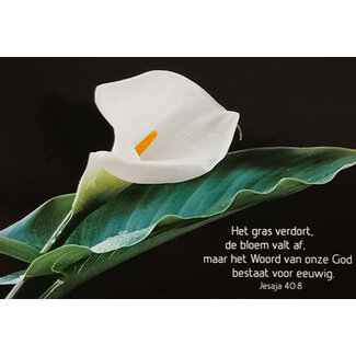 Good Seed Cards Het gras verdort