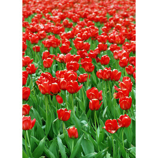 TSS-Nijkerk Tulpenveld