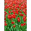 TSS-Nijkerk Tulpenveld