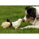 Collie with chicks