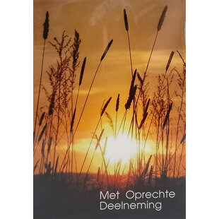 Korenhalmen in de avondzon