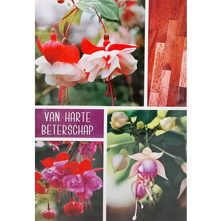 Van harte Beterschap Fuchsia