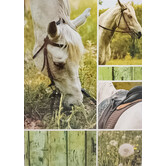 Paarden