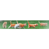 Panoramic map of cats